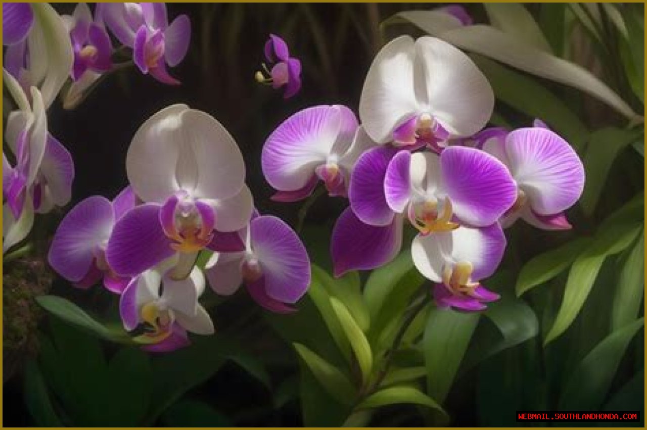 A Guide To Growing And Appreciating This Enchanting Orchid