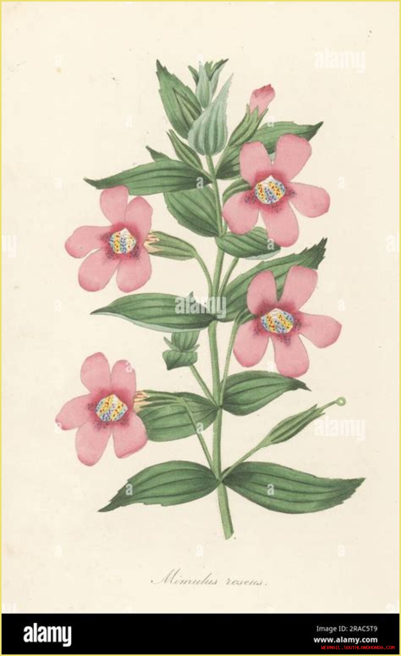 Learn About Jennie Salmon: The Renowned Scottish Botanist